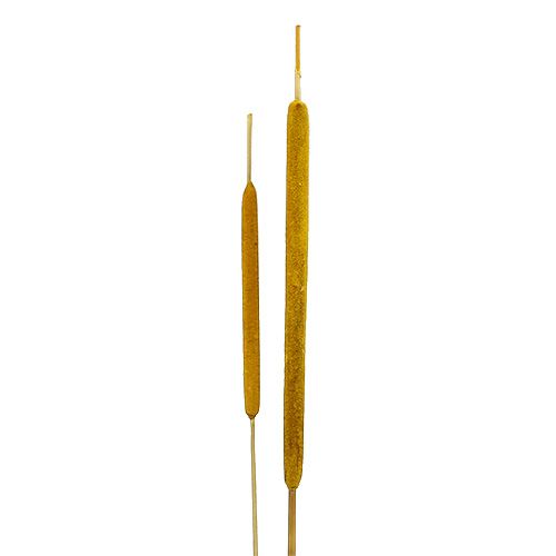 Floristik24 Epis de roseau Jaune Tailles diverses 12,5-23cm 100pcs
