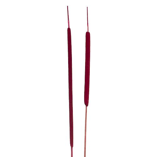 Floristik24 Epis de roseau naturels Rouge bruyère Tailles diverses 100pcs