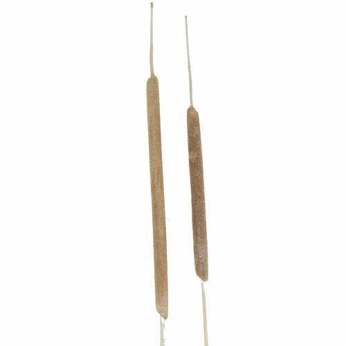 Article Epis de roseau Déco naturelle Blanchies Tailles diverses 100pcs