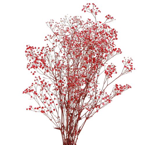 Article Gypsophile Gypsophile Fleurs Séchées Rouge 50cm 55g