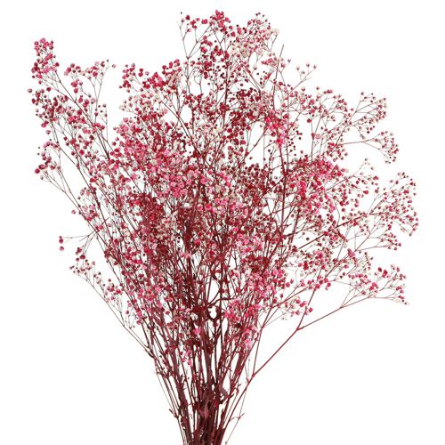 Floristik24 Herbe de gypse paniculée Gypsophile en baie L50cm 55g