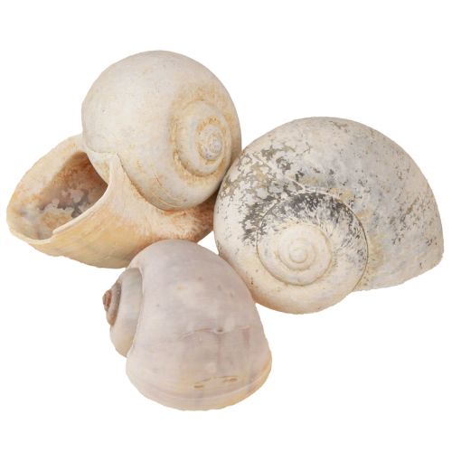 Floristik24 Décoration d&#39;escargot coquilles d&#39;escargot escargot naturel vide 500g