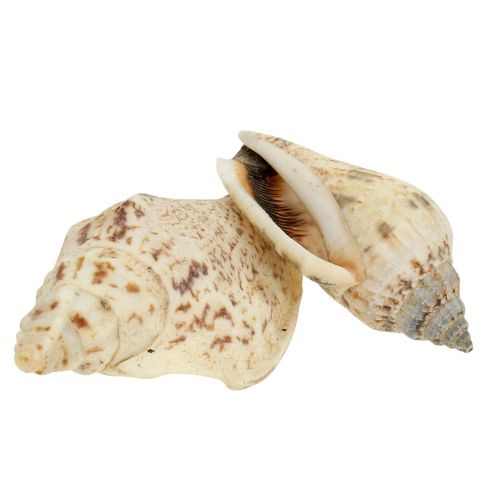 Floristik24 Coquilles d'escargots nature 815g
