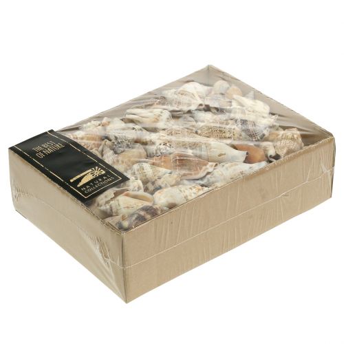 Floristik24 Coquilles d'escargots nature 815g