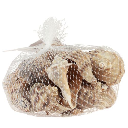 Article Décoration coquille d'escargot escargots de mer crème brune 4-6cm 300g