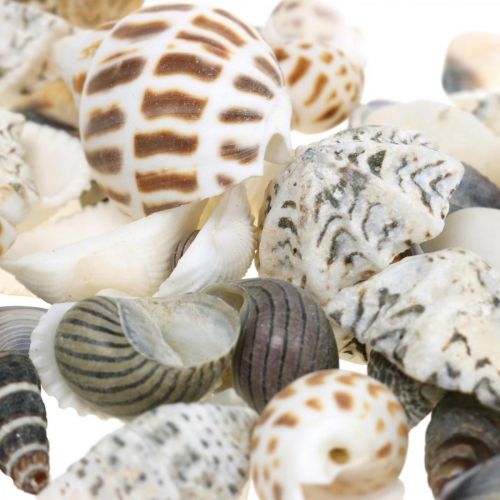 Floristik24 Mélange de Moules Mini, Escargots de Mer, Moules Naturelles L1–4cm 1000g