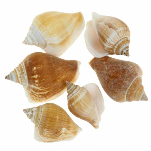 Floristik24 Coquilles d&#39;escargots Strombus canarium nature 1050g