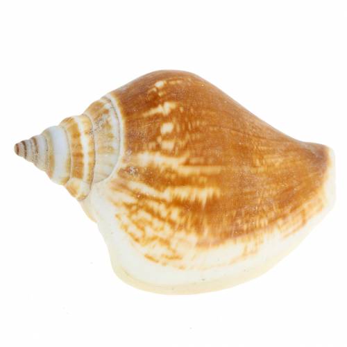 Article Coquilles d&#39;escargots Strombus canarium nature 1050g