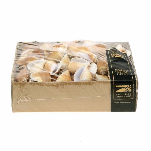 Floristik24 Coquilles d'escargots Strombus canarium nature 1050g