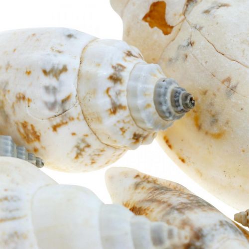 Article Déco coquilles d'escargots vides en filet libérien escargots de mer 400g