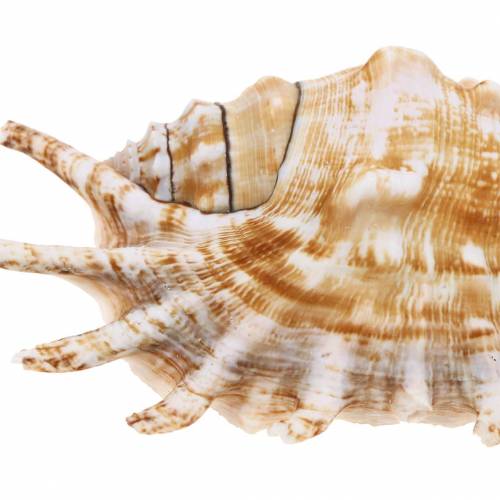 Floristik24 Escargot de mer mille-pattes naturel 11-15cm 10 pcs