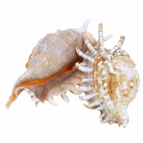 Floristik24 Escargot de mer mille-pattes nature 11-15cm 10pcs