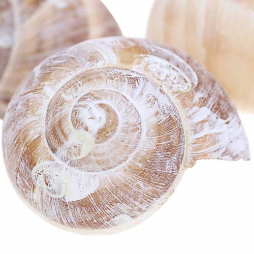 Floristik24 Coquille d&#39;escargot lavée à la chaux petite 250g