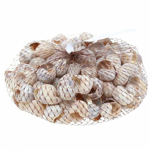 Floristik24 Coquille d&#39;escargot lavée à la chaux petite 250g