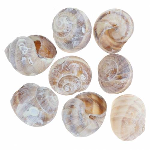 Coquille d&#39;escargot lavée à la chaux petite 250g
