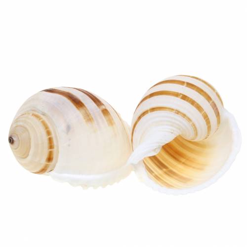 Escargot de mer escargot naturel 10-12cm 4 pcs