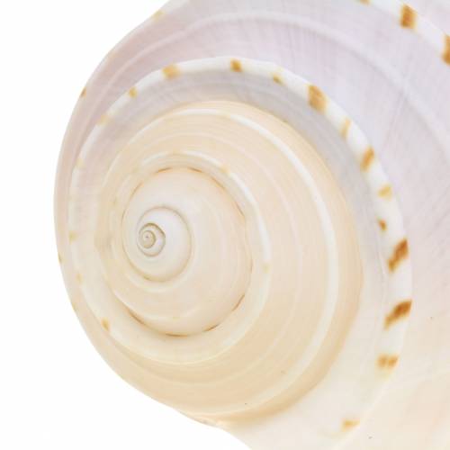 Floristik24 Coquille décorative escargot Tonna tessellata naturel 10-13cm 4 pcs