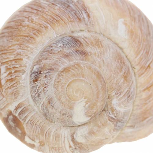 Floristik24 Coquille d&#39;escargot blanchie à la chaux 24 pcs