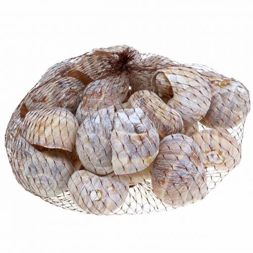 Floristik24 Coquille d&#39;escargot blanchie à la chaux 24 pcs
