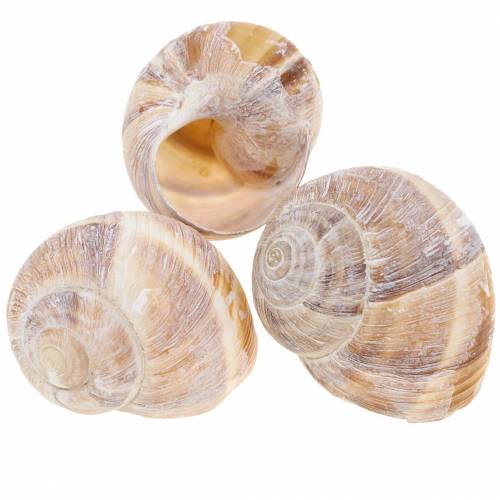 Floristik24 Coquille d&#39;escargot blanchie à la chaux 24 pcs