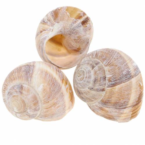 Coquille D 39 Escargot Blanchie A La Chaux 24h 51 Articles De Decoration