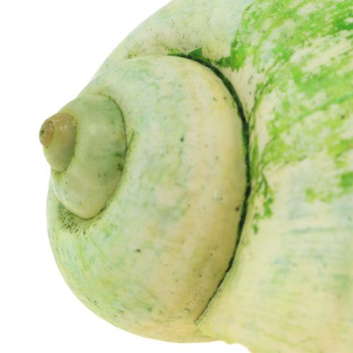 Floristik24 Coquilles d&#39;escargots vert 1kg