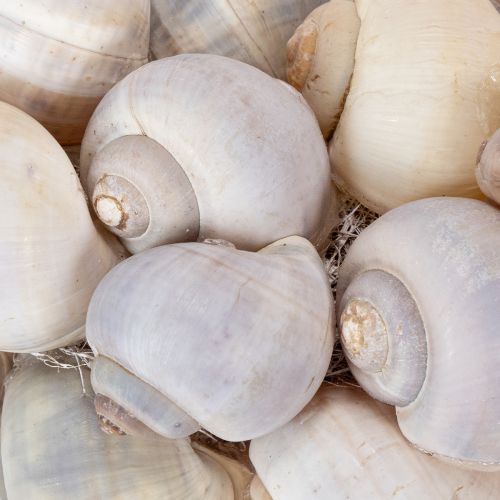 Article Couronne d'escargots à suspendre, couronne décorative, style marin, Nathai, Ø35cm