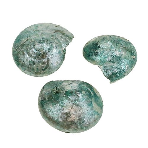 Floristik24 Coquille d&#39;escargot bleu-vert 500g