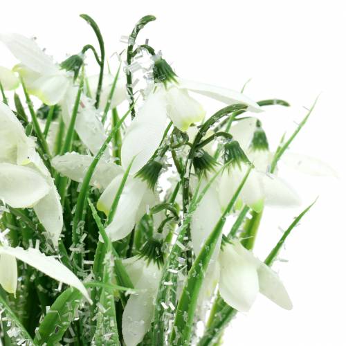 Floristik24 Perce-neige en pot givré 25cm