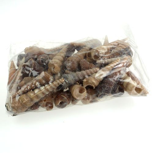 Floristik24 Terebra Turitella 1 kg_fr