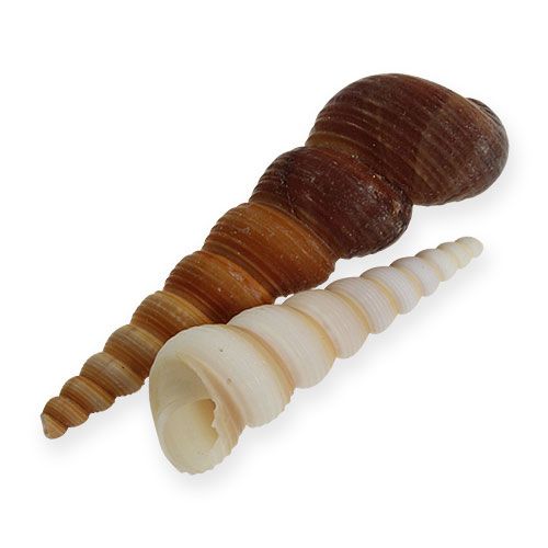 Floristik24 Escargot tour Turritella terebra 1kg