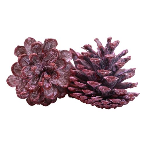 Article Pommes de pin noir Déco naturelle Rouge, blanchies 5-7cm 1kg