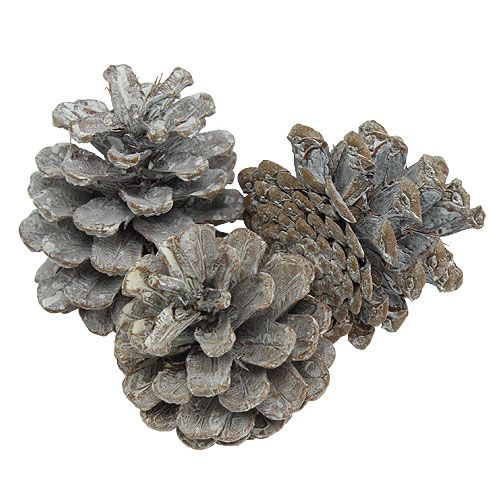 Article Pommes de pin noir 5-9cm Cônes blanchies 1kg
