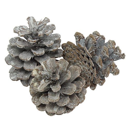 Floristik24 Pommes de pin noires 5-9cm Blanc lavées 1kg