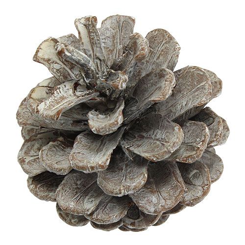 Article Pommes de pin noir 5-9cm Cônes blanchies 1kg