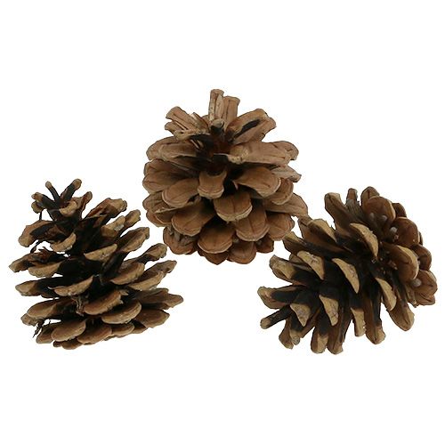 Pommes de pin noires 5cm naturel 5pcs