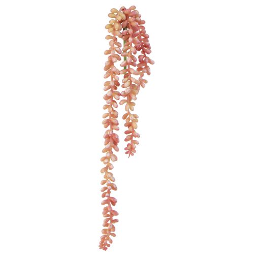 Article Plante suspendue Sedum &#39;Rubin&#39; - succulente décorative et facile d&#39;entretien 43 cm 3 pièces.
