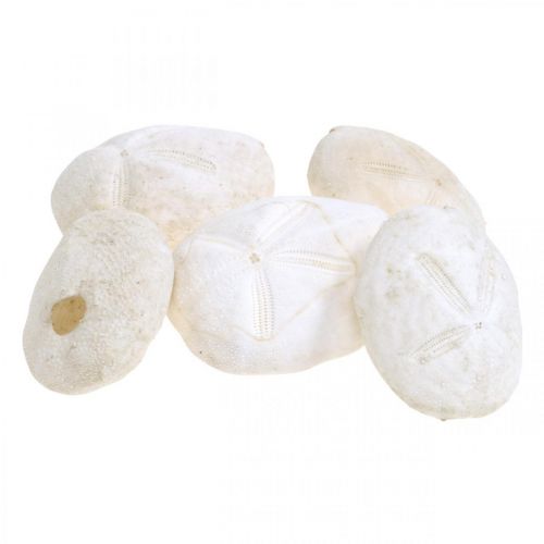 Article Oursin blanc, décoration naturelle maritime 4cm-6cm 25pcs