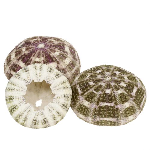 Floristik24 Mélange d&#39;oursins vert-violet 9 pcs