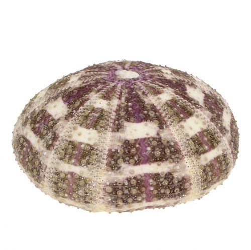 Floristik24 Mélange d&#39;oursins vert-violet 9 pcs