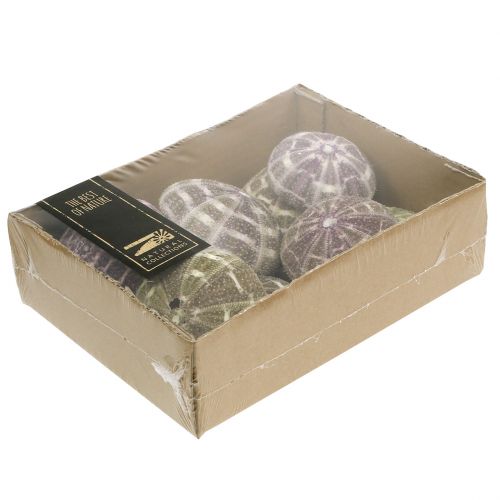 Floristik24 Mélange d&#39;oursins vert-violet 9 pcs