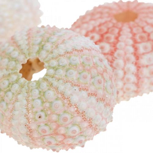 Floristik24 Décoration oursin maritime rose, blanc, vert décoration d'été 12 pcs
