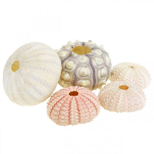 Décoration maritime mélange oursin rose, blanc, vert boîte de 20 pièces