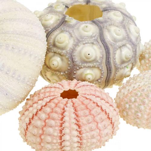 Floristik24 Décoration maritime mélange oursin rose, blanc, vert boîte de 20 pièces