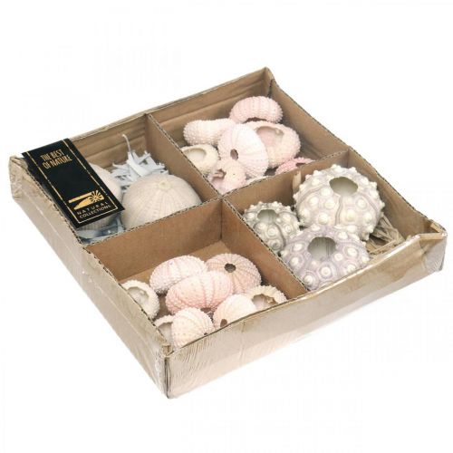 Floristik24 Décoration maritime mélange oursin rose, blanc, vert boîte de 20 pièces