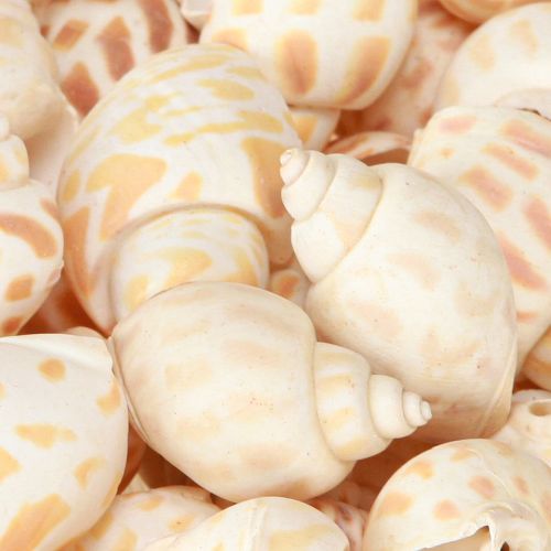 Article Escargots de mer coquilles d'escargots naturelles maritimes 2–4 cm 300 g