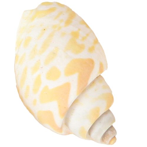 Article Escargots de mer coquilles d&#39;escargots naturelles maritimes 2–4 cm 300 g