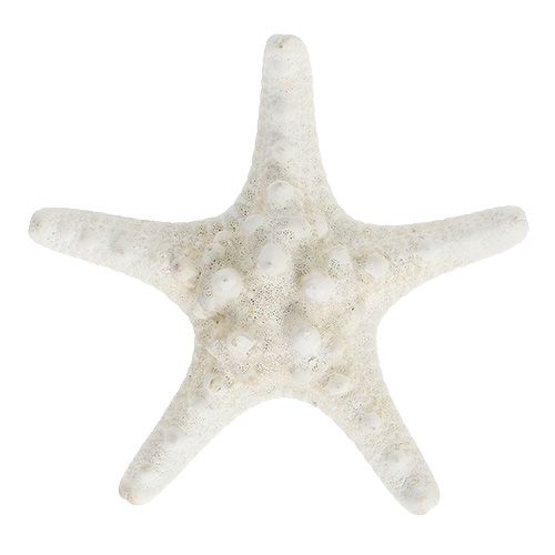 Floristik24 Étoile de mer 9cm - 11cm blanc 20 pcs
