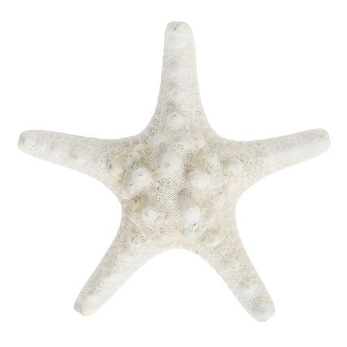 Floristik24 Étoile de mer 9cm - 11cm blanche 20p