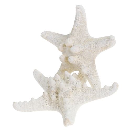 Floristik24 Étoile de mer 9cm - 11cm blanc 20 pcs